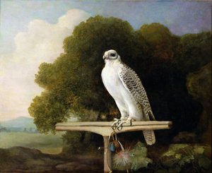 Halcón de Groenlandia (Halcón gris), 1780
